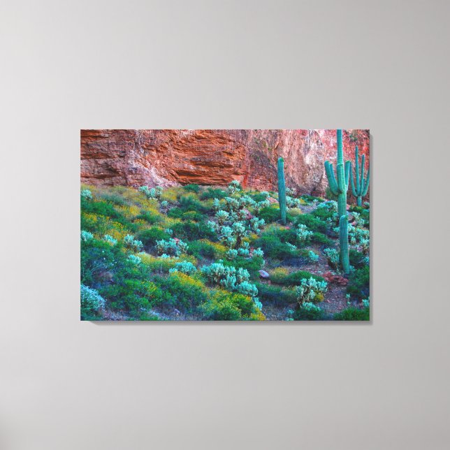 USA, Arizona. Desert Flora Canvas Print (Front)