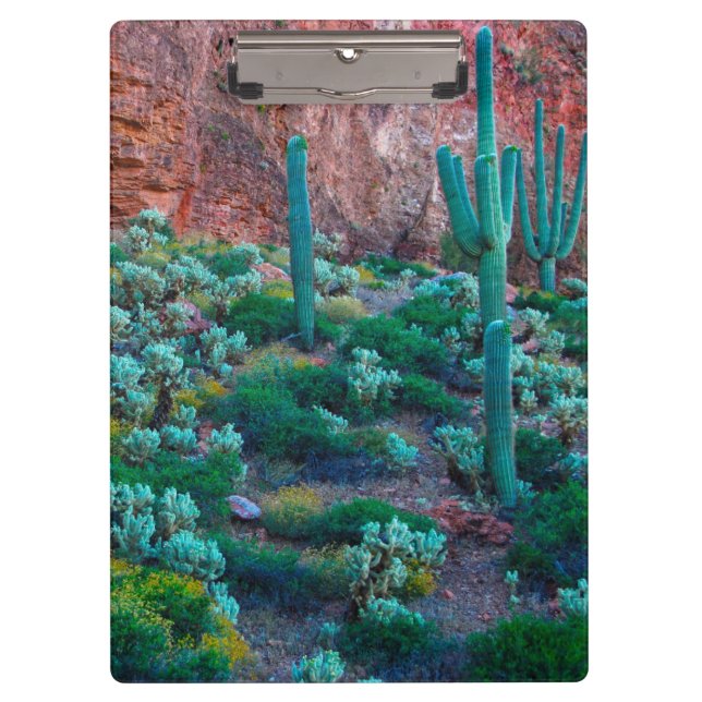 USA, Arizona. Desert Flora Clipboard (Front)
