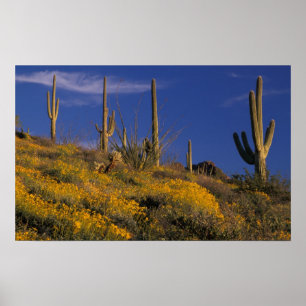 USA, Arizona, Organ Pipe Cactus National 2 Poster