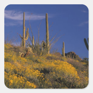 USA, Arizona, Organ Pipe Cactus National 2 Square Sticker
