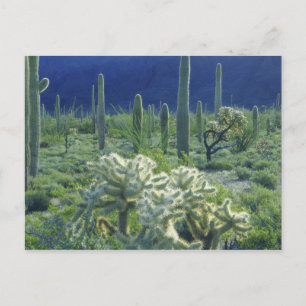 USA, Arizona, Organ Pipe Cactus National Postcard