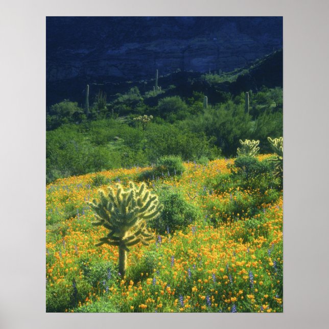 USA, Arizona, Organ Pipe Cactus National Poster (Front)