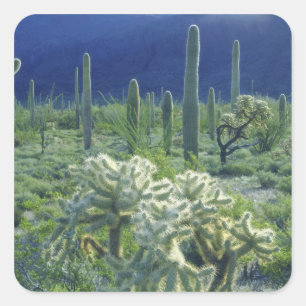 USA, Arizona, Organ Pipe Cactus National Square Sticker