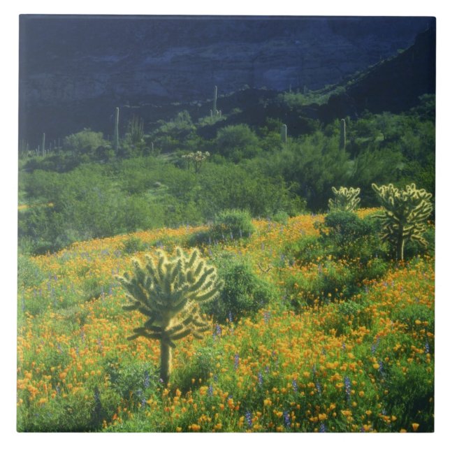 USA, Arizona, Organ Pipe Cactus National Tile (Front)
