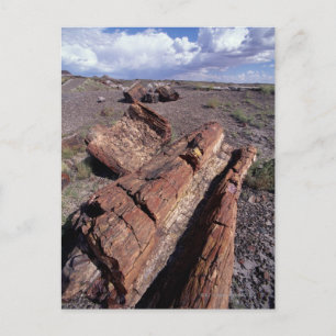 USA, Arizona, Petrified Forest National Park, 2 Postcard