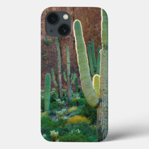 USA, Arizona. Saguaro Cactus Field By A Cliff iPhone 13 Case
