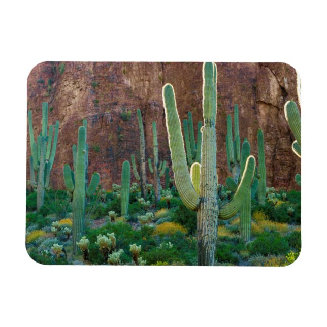 USA, Arizona. Saguaro Cactus Field By A Cliff Magnet (Horizontal)