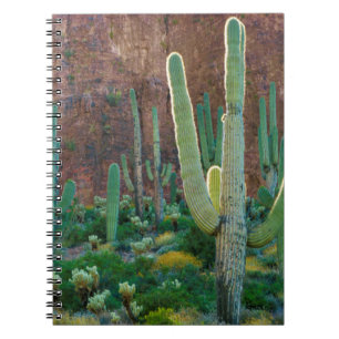 USA, Arizona. Saguaro Cactus Field By A Cliff Spiral Notebook