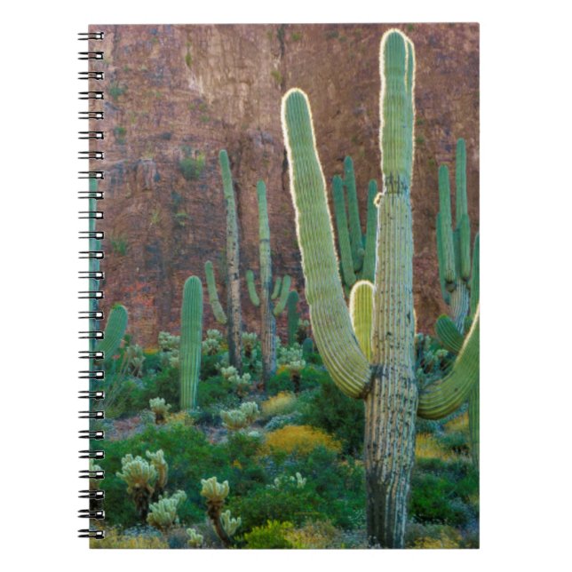 USA, Arizona. Saguaro Cactus Field By A Cliff Spiral Notebook (Front)