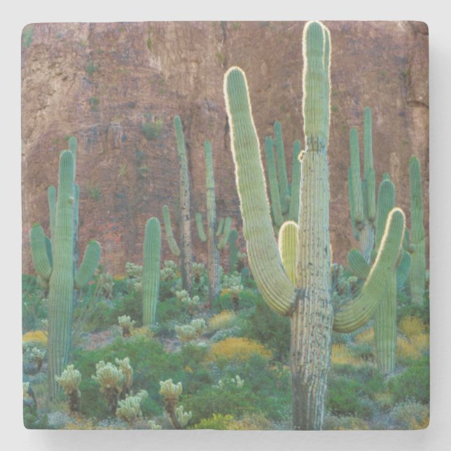 USA, Arizona. Saguaro Cactus Field By A Cliff Stone Coaster (Front)