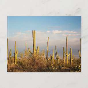 USA, Arizona, Saguaro National Park, Saguaro Postcard