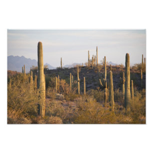 USA, Arizona, Sonoran Desert, Ajo, Ajo 2 Photo Print