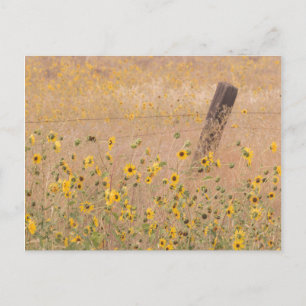 USA, California, Adin. Barbed-Wire Fence Postcard