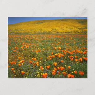 USA, California, Antelope Valley California Postcard