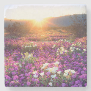 USA, California, Anza-Borrego Desert State Park. 2 Stone Coaster