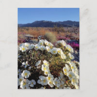USA, California, Anza-Borrego DSP. Dune evening 2