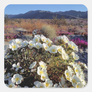 USA, California, Anza-Borrego DSP. Dune evening 2 Square Sticker