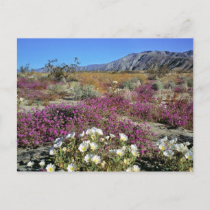 USA, California, Anza-Borrego DSP. Dune evening Postcard