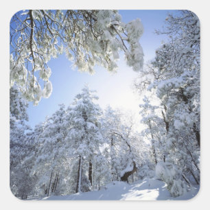 USA, California, Cleveland National Forest, Square Sticker