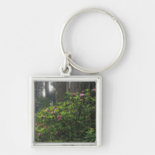 USA, California, Del Norte, Redwoods St. Park, Key Ring