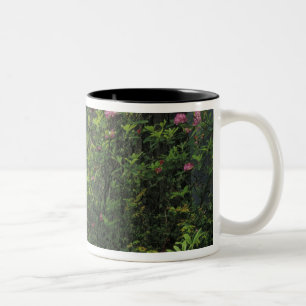 USA, California, Del Norte, Redwoods St. Park, Two-Tone Coffee Mug
