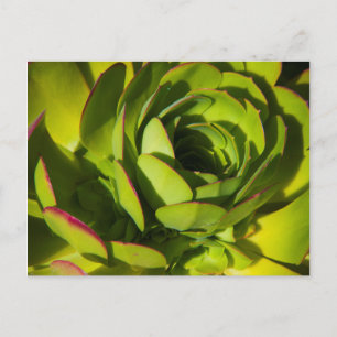 USA, California. Giant Lobelia Plant Close Up Postcard