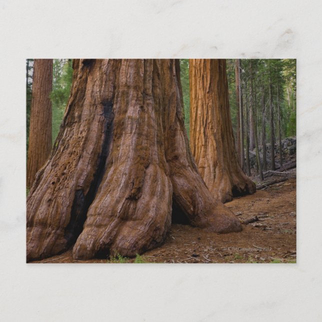 USA, California, Giant Sequoia tree Postcard (Front)