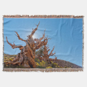 USA, California, Inyo National Forest 10 Throw Blanket