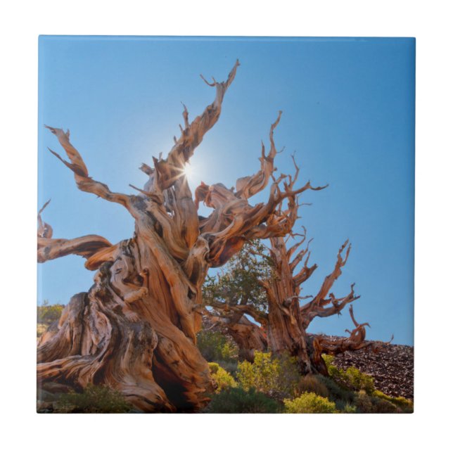 USA, California, Inyo National Forest 10 Tile (Front)
