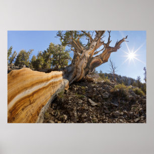 USA, California, Inyo National Forest 13 Poster