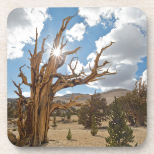 USA, California, Inyo National Forest 6 Coaster