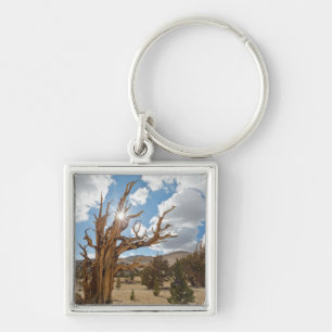 USA, California, Inyo National Forest 6 Key Ring
