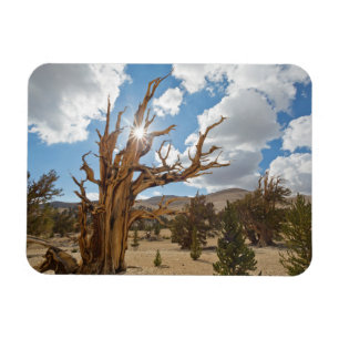 USA, California, Inyo National Forest 6 Magnet