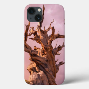 USA, California, Inyo National Forest 9 iPhone 13 Case