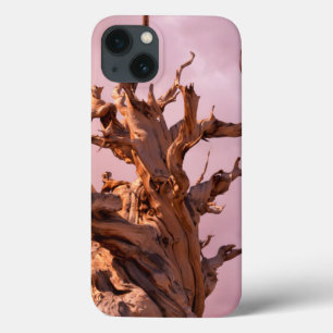 USA, California, Inyo National Forest 9 iPhone 13 Case