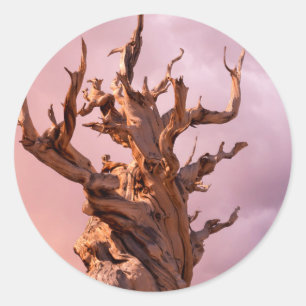 USA, California, Inyo National Forest 9 Classic Round Sticker