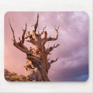 USA, California, Inyo National Forest 9 Mouse Pad