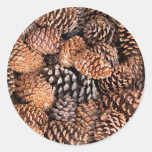 USA, California, Inyo National Forest Classic Round Sticker