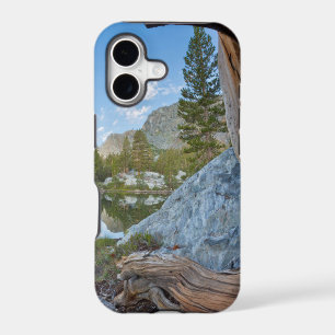 USA, California, Inyo National Forest. Old Pine