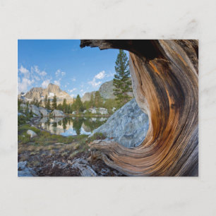 USA, California, Inyo National Forest. Old Pine Postcard