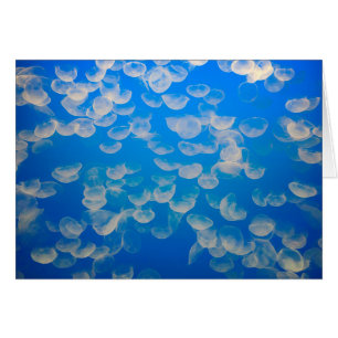 USA, California. Jellyfish In The Monterey Bay