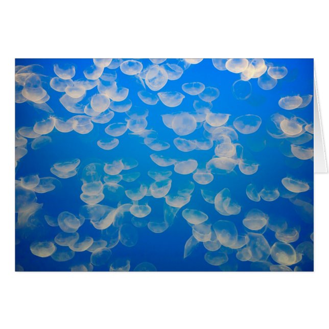 USA, California. Jellyfish In The Monterey Bay (Front Horizontal)