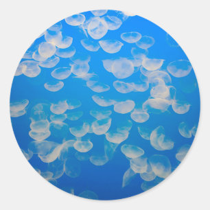 USA, California. Jellyfish In The Monterey Bay Classic Round Sticker
