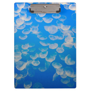 USA, California. Jellyfish In The Monterey Bay Clipboard
