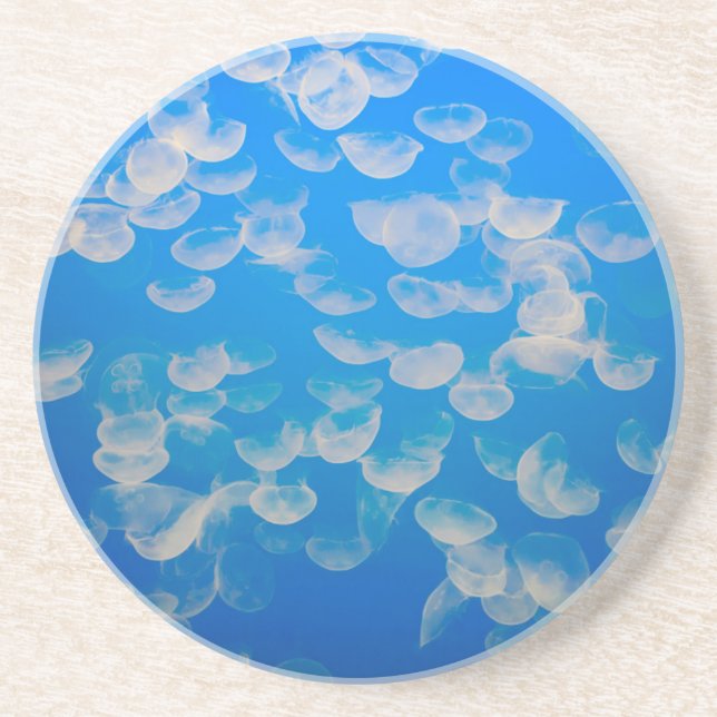 USA, California. Jellyfish In The Monterey Bay Coaster (Front)