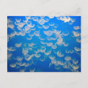 USA, California. Jellyfish In The Monterey Bay Postcard