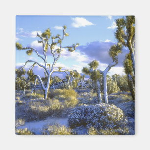 USA, California, Joshua Tree National Park. 2 Magnet