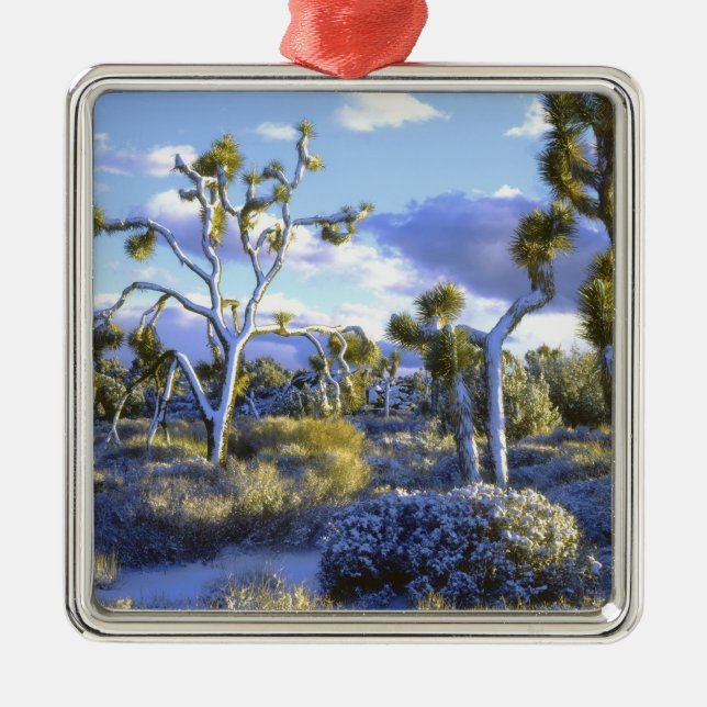 USA, California, Joshua Tree National Park. 2 Metal Tree Decoration (Front)
