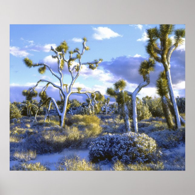 USA, California, Joshua Tree National Park. 2 Poster (Front)