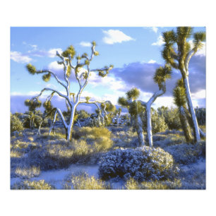 USA, California, Joshua Tree National Park. Photo Print